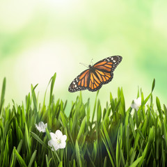 Monarch butterfly flying above green grass with spring flowers