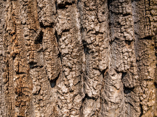 Bark tree texture background. Old tree skin