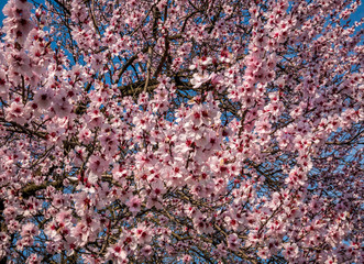 Cherry blossom flowers blooming beautifully. Pink flower blossom.Dreamy spring landscape.