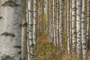 Fototapeta premium Birch trees with fresh green leaves in autumn. Sweden, selective focus