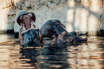 Two hippo's play fighting in the water