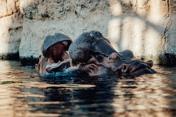 Two hippo's play fighting in the water