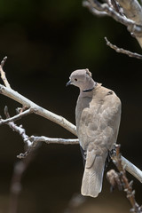 Eurasian Collared Dove (Streptopelia decaocto), Greece