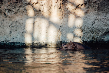 Hippopotamus head in surface level water view. Specie Hippopotamus amphibius family of...