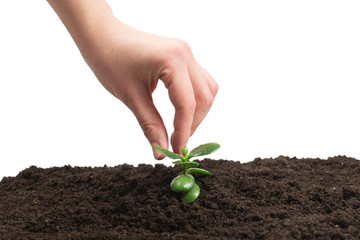 Woman hand holding young green sprout in the ground.