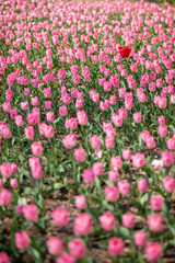 （埼玉県 国営武蔵丘陵森林公園）チューリップ