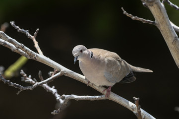 Eurasian Collared Dove (Streptopelia decaocto), Greece