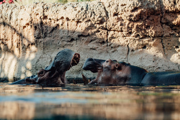 Two hippo's play fighting in the water