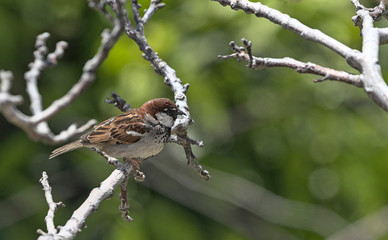 Italian Sparrow (Passer italiae), Crete