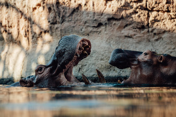Two hippo's play fighting in the water