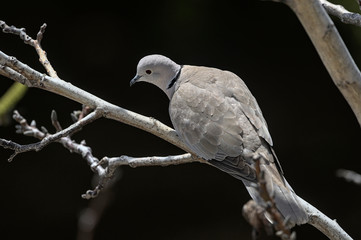 Eurasian Collared Dove (Streptopelia decaocto), Greece