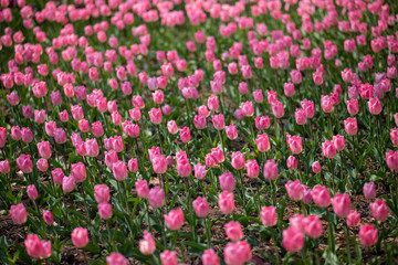 （埼玉県 国営武蔵丘陵森林公園）チューリップ