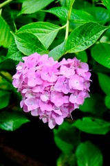 ハートのアジサイ