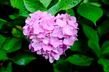 ハート　アジサイ