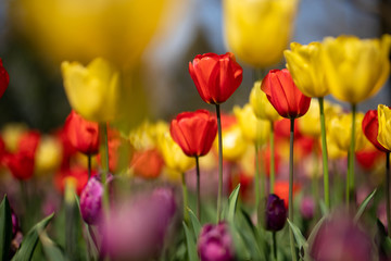 Obraz premium （埼玉県 国営武蔵丘陵森林公園）チューリップ