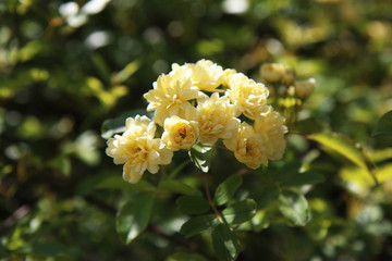 Arbusto di rosa rampicante, in primavera, con fiori giallo pallido a mazzetti appena sbocciati,...