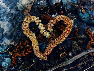 Herz in der Natur