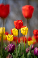 （埼玉県 国営武蔵丘陵森林公園）チューリップ
