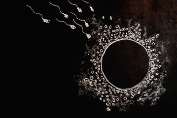 Figure of egg and sperm on a black chalk board, drawn in chalk. Illustration of the fertilization...