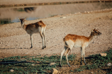 Naklejka na ściany i meble Sand Gazelle in AL Ain Zoo Safari Park, Al Ain, United Arab Emirates
