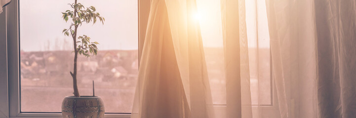 windowsill with green home plant and silk curtain against bright sunlight