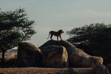 Proud Lion. Beautiful lion standing on a ston. Single lion looking regal standing proudly on a...