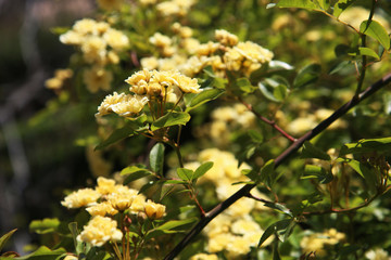 Arbusto di rosa rampicante, in primavera, con fiori giallo pallido a mazzetti appena sbocciati,...
