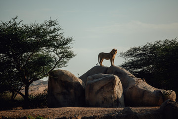 Proud Lion. Beautiful lion standing on a ston. Single lion looking regal standing proudly on a rock. Al Ain Zoo Safari. UAE