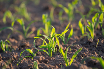 Young Fresh shoots of wheat on the field