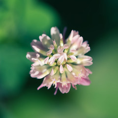 close up of a clover flower