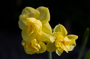 Naklejka na ściany i meble yellow flowering of the garden