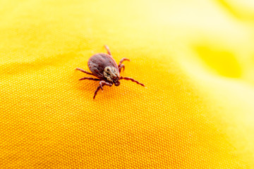 Closeup picture of mite on the yellow clothes isolated