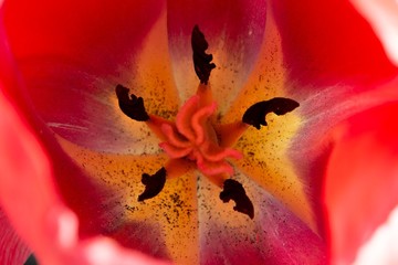 inside a beautiful garden flower
