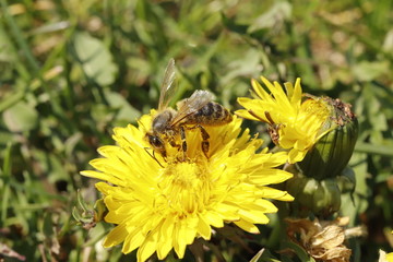 Biene, Flügel, Löwenzahn, Pollen, Natur, Makro, Nahaufnahme, Frühling, weiß, braun, grün, gelb