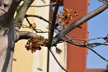 Fiori d'acero impollinati dalle vespe