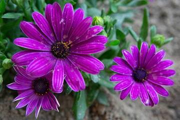 cute lilac flowers in a garden in spring