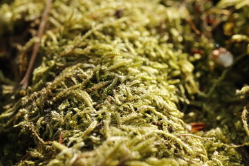 Moos, Wald, Natur, Nahaufnahme, Makro, Baum, Baumstamm, grün, braun, wild