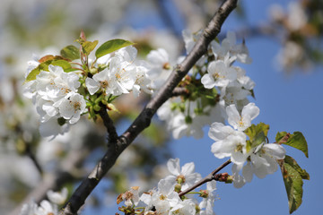 branche de pommier en fleurs