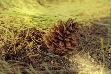 Pine cone laid on the forest ground full of pine needles
