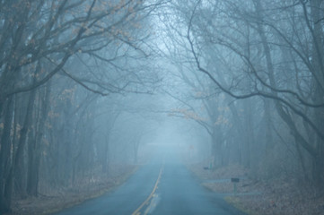 foggy, road in the forest