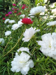 red and white flowers