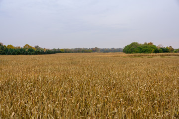 field of corn