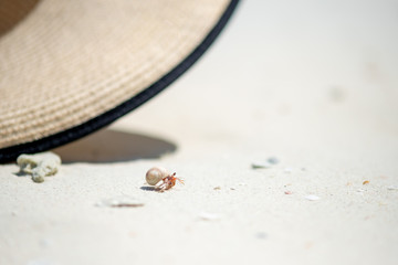 Fototapeta na wymiar Hermit crab on beautiful beach in summer time