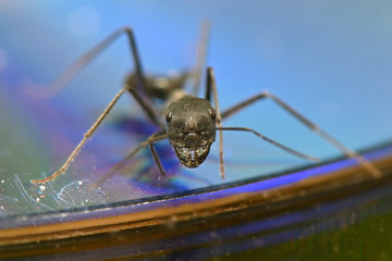 insect black garden ant