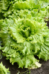 Edible greens in the garden. Juicy green leafy lettuce.