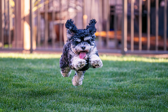 Cockapoo Runt รูปภาพCockapoo – เลือกดูภาพถ่ายสต็อก เวกเตอร์ และวิดีโอ3,829 | Adobe Stock