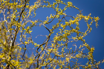 Young seedling of weeping willow agianst spring blue sky.