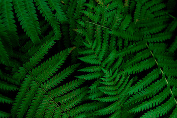 Fototapeta na wymiar Common polypody (polypodium vulgare). Dark green fern fronds. Botanical foliage texture background. Dark green leaves pattern