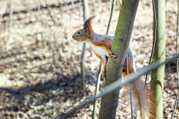 Curious squirrel peeping out the tree trunk