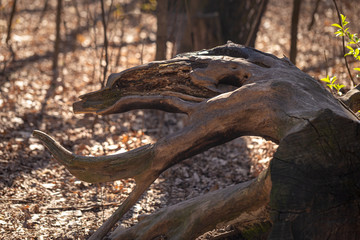 Old driftwood of unusual shape in the park
